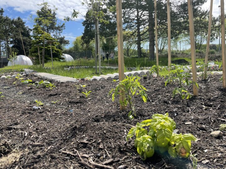 Potagers dans les lycées – Lille > Léonard Nguyen Van Thé, 2020 – 2021